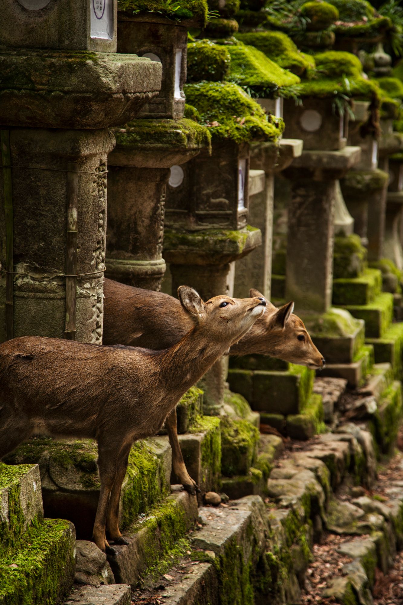 Foxes walking along moss-covered stone lanterns in sequential shots.