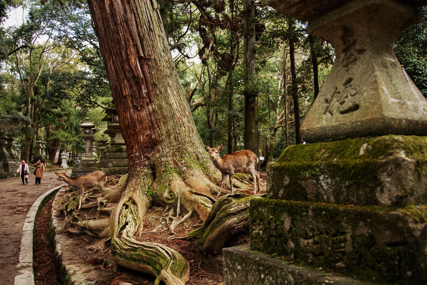 Forest trail winding through ancient trees with exposed roots and stone lanterns.