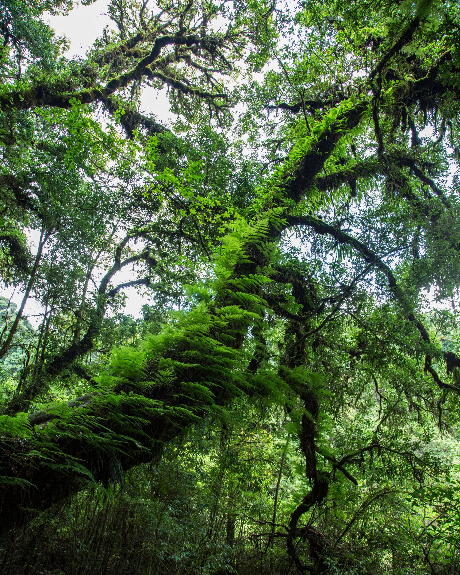 Lush green canopy of rainforest trees with moss-covered branches creating a natural overhead ceiling.