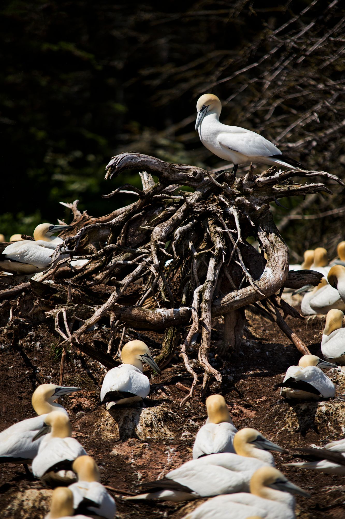 White gannet birds perch on wooden branches in colony.
