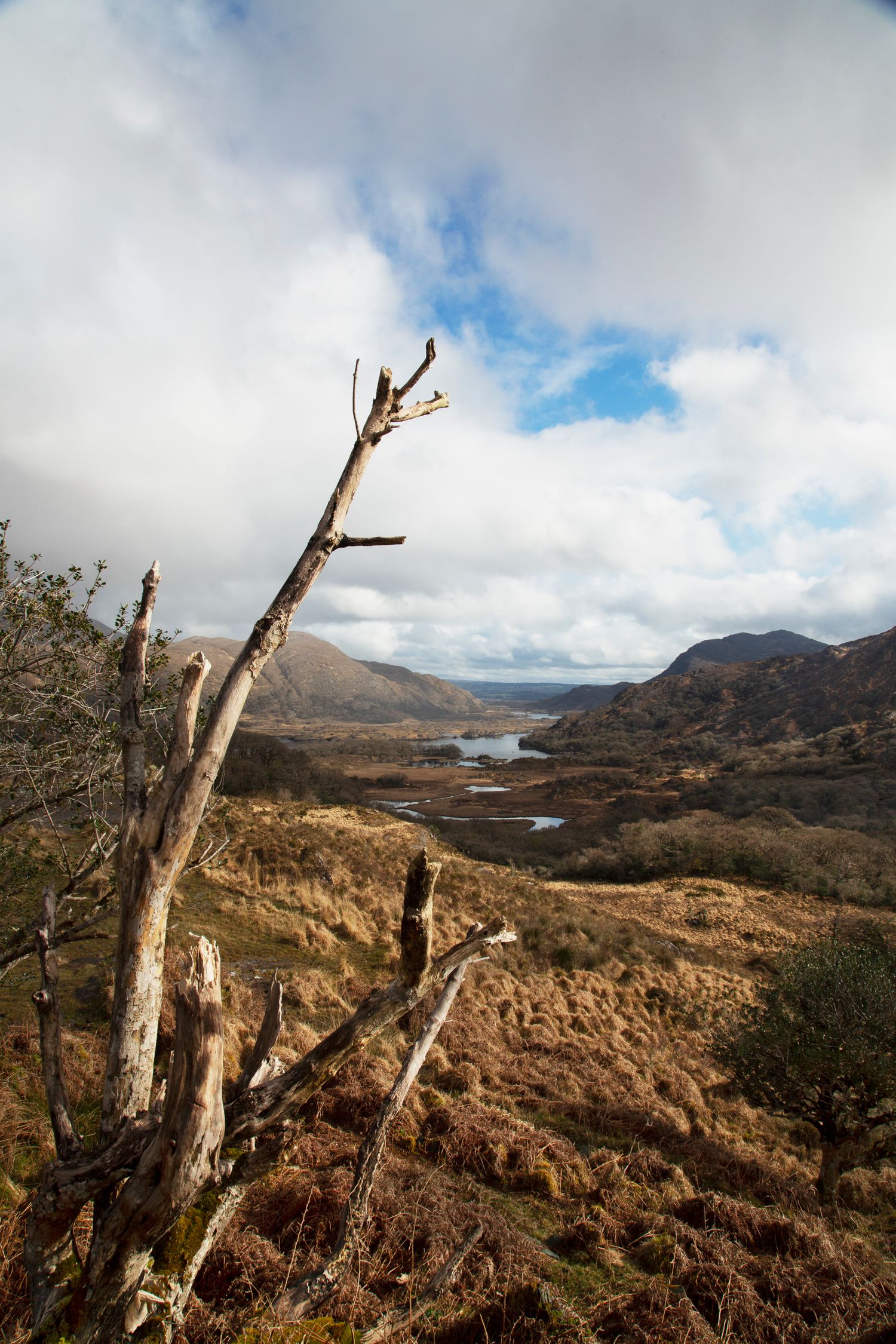 Dramatic landscape view of barren hills with dead tree branches framing a distant mountain vista.