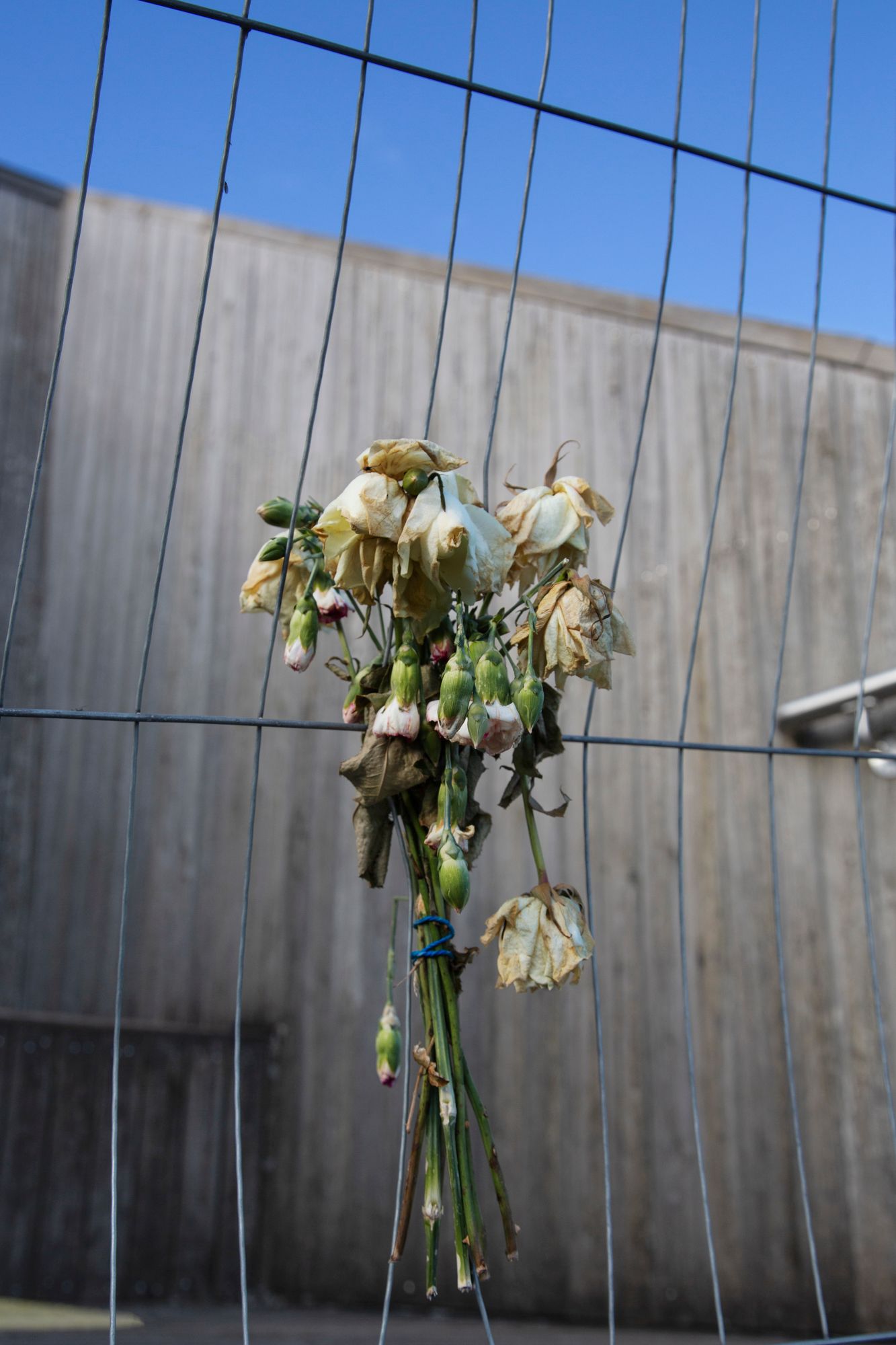 A sequence of wilted white roses drooping on a wire fence against a gray concrete wall in fading light.