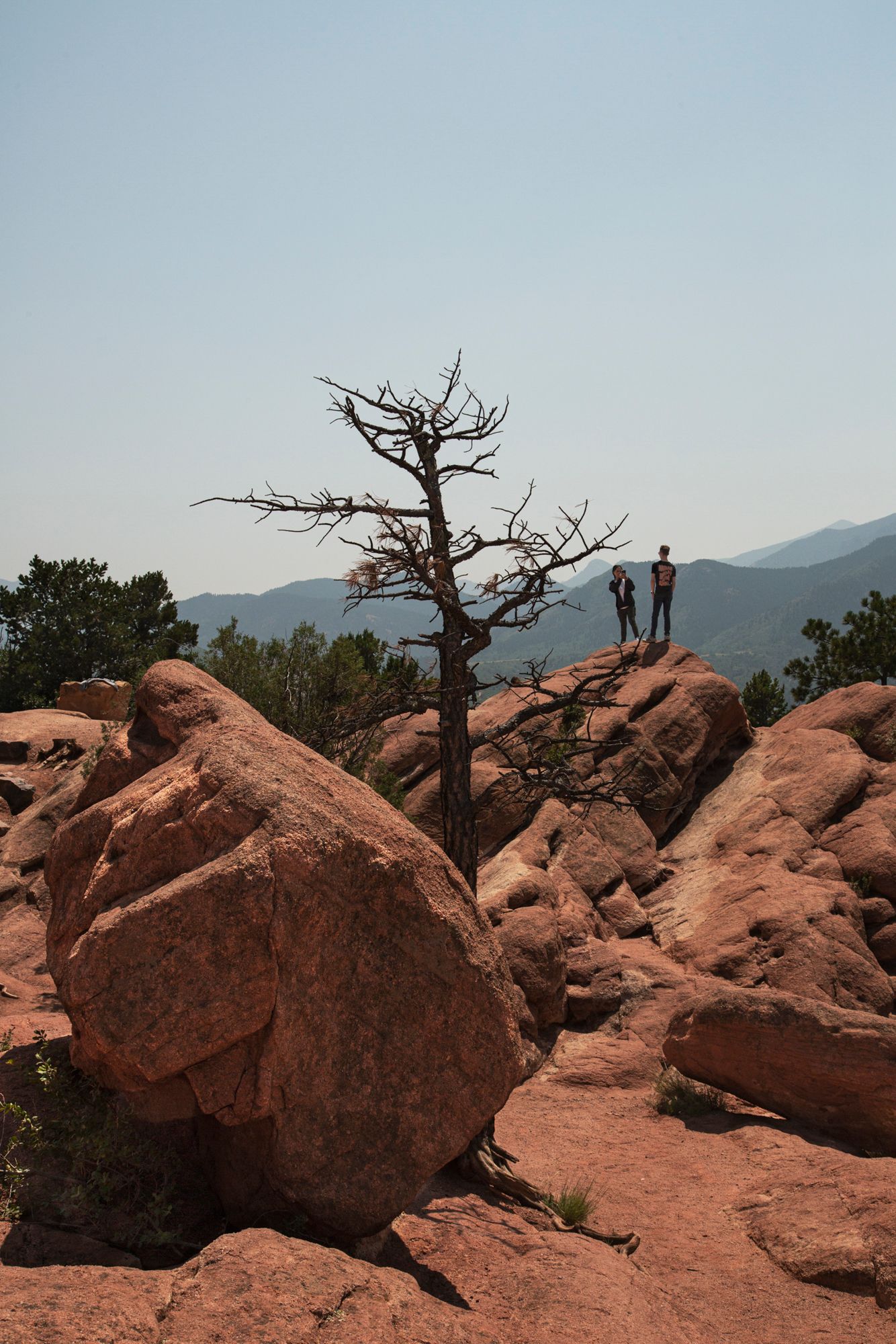 A lone dead tree stands on red rocks in Garden of the Gods park with silhouetted figures and mountains in the background.