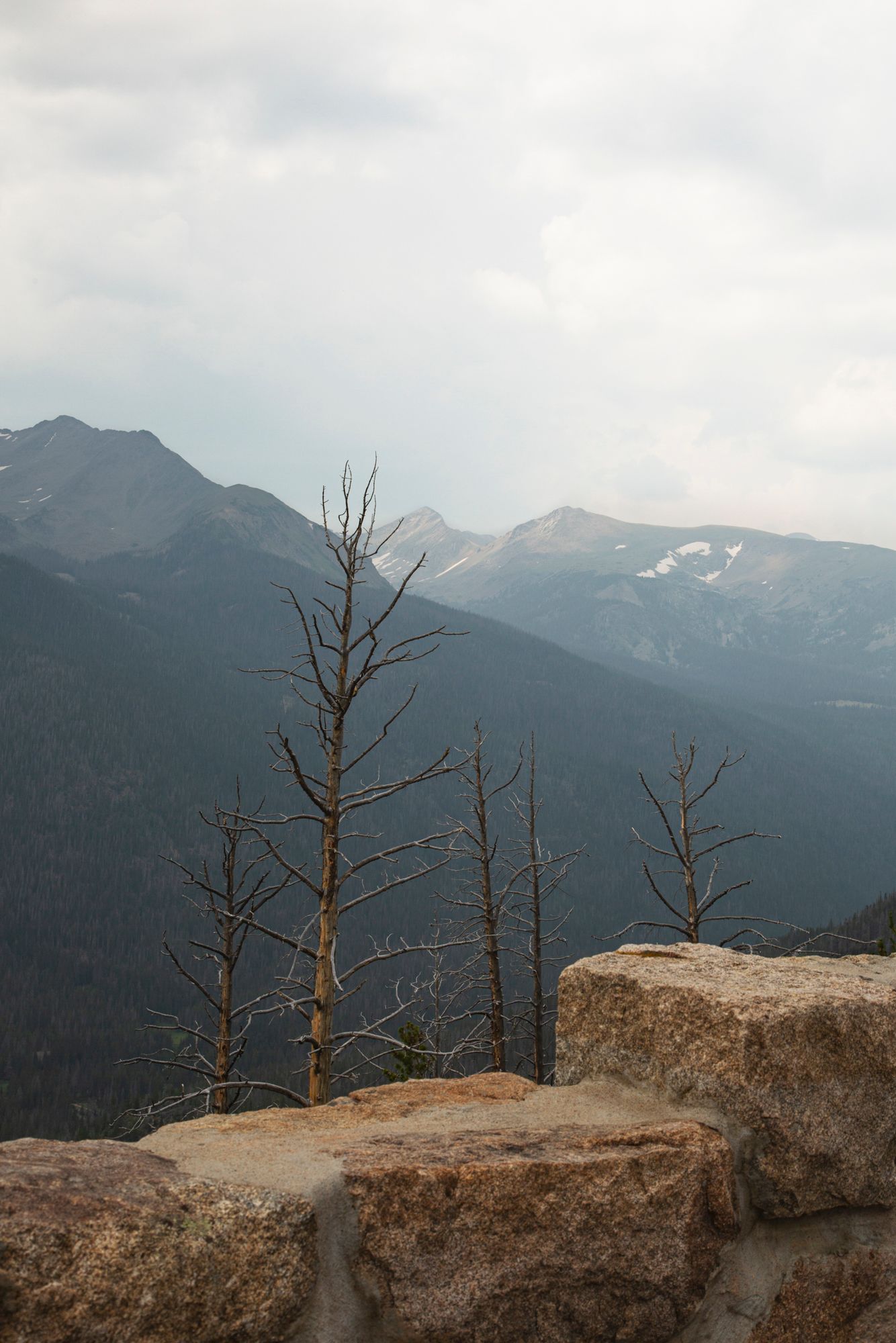 Dead trees stand on rocky outcrop overlooking misty mountain range with snow patches in the distance.
