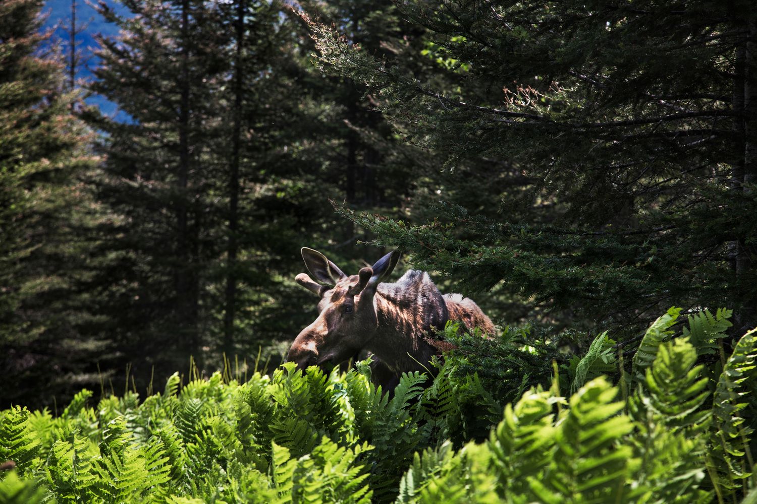 Dense evergreen forest with sunlit ferns growing beneath towering pine trees.