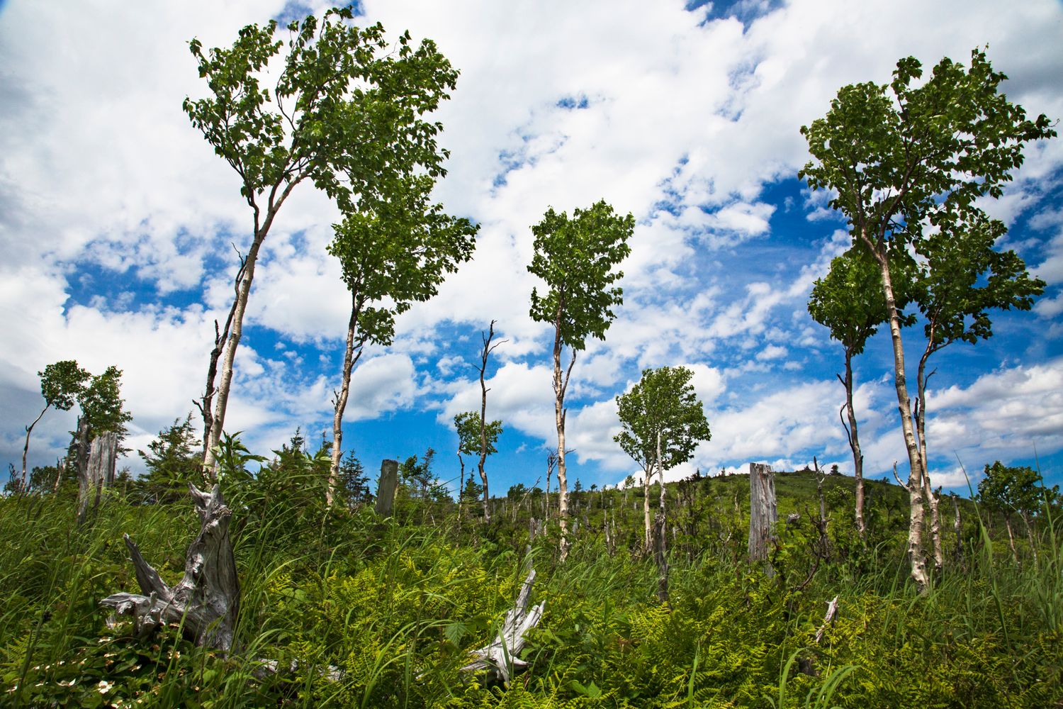 Tall birch trees with white bark stand against a bright blue sky with puffy white clouds.