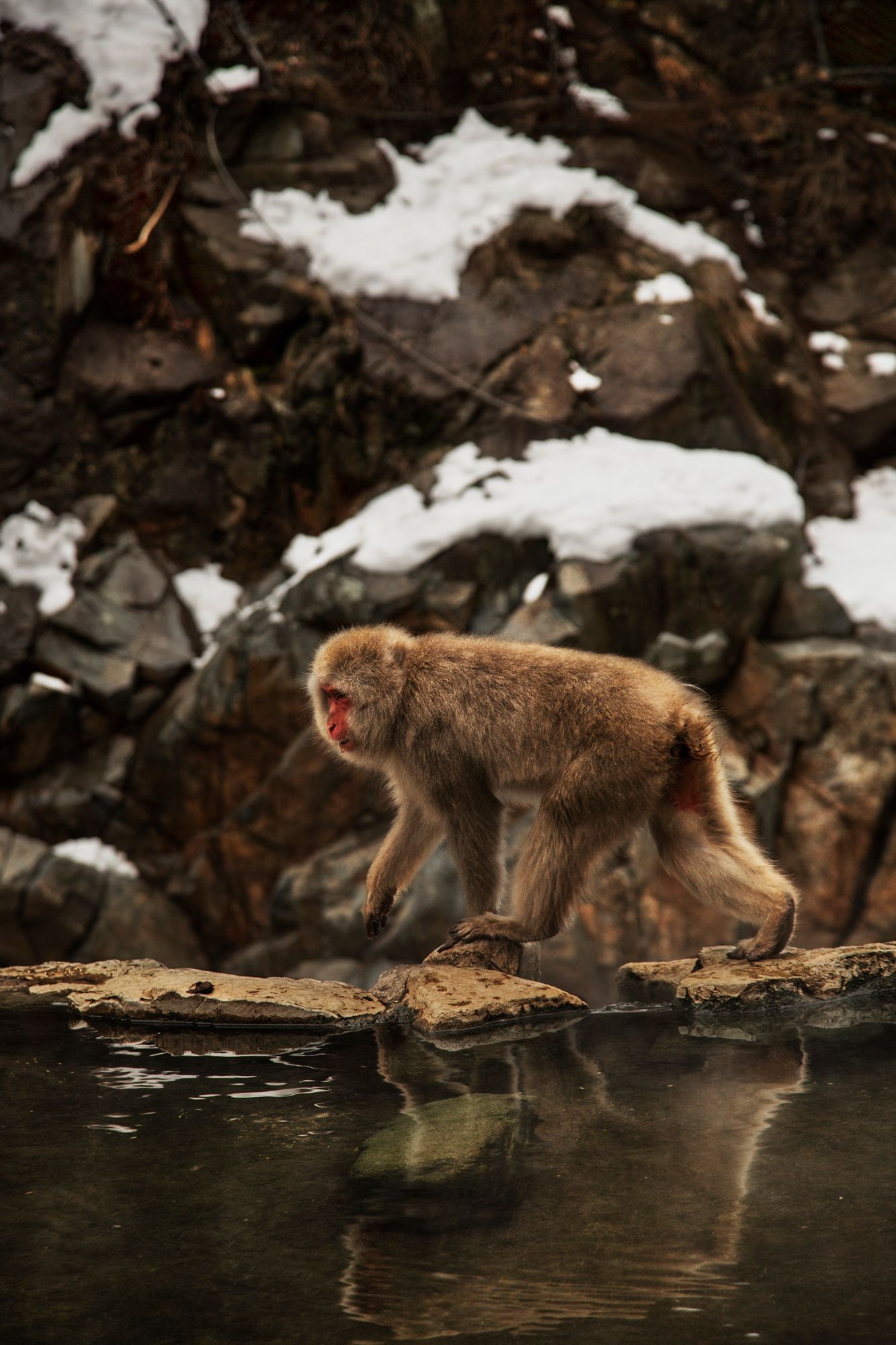 Japanese macaques walking along the edge of a natural hot spring pool in winter.