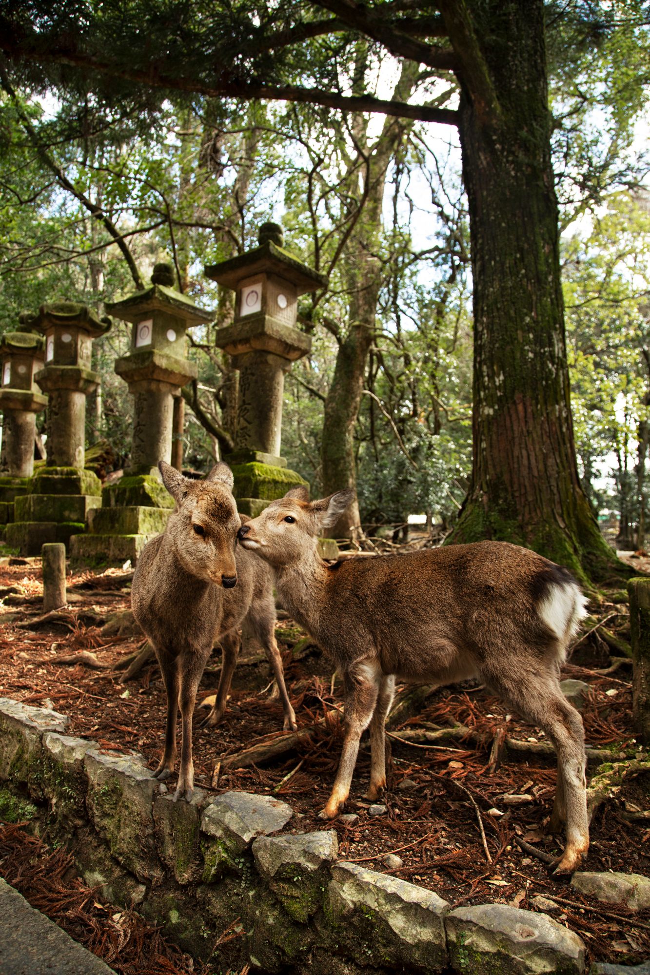 Group of deer gathered near wooden feeders in a forested area.