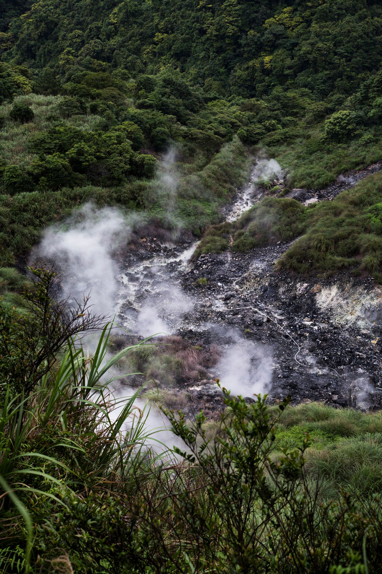 Steam rises from volcanic hot springs surrounded by lush green forest in a geothermal landscape.