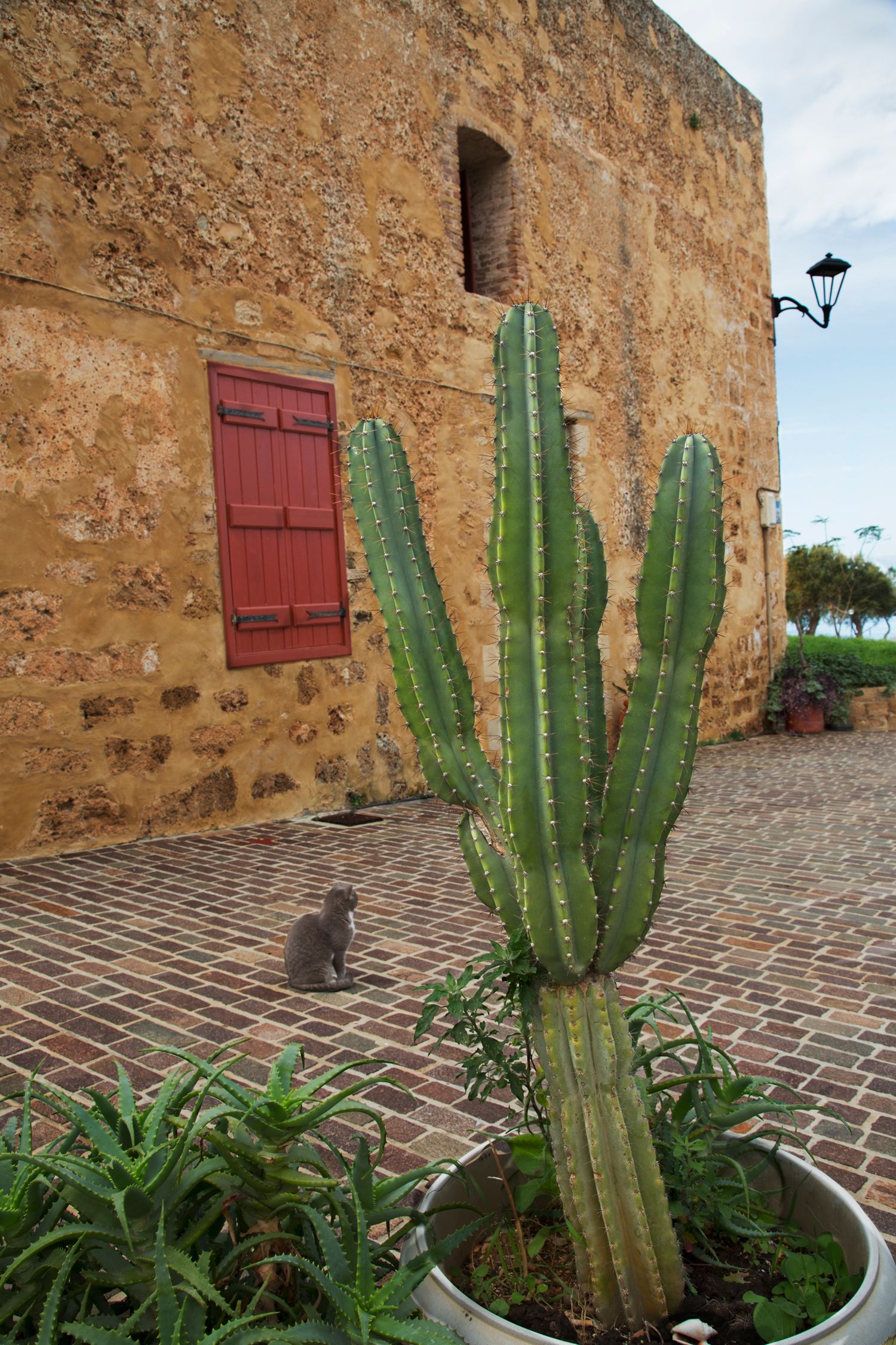 Large cactus plant growing against stone wall with red wooden door and small cat.