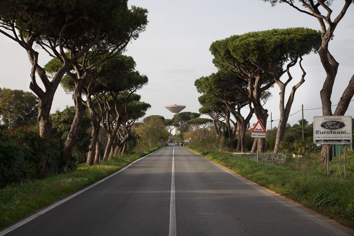 A straight tree-lined road in Italy with umbrella pine trees and a Ford dealership sign on a clear day.