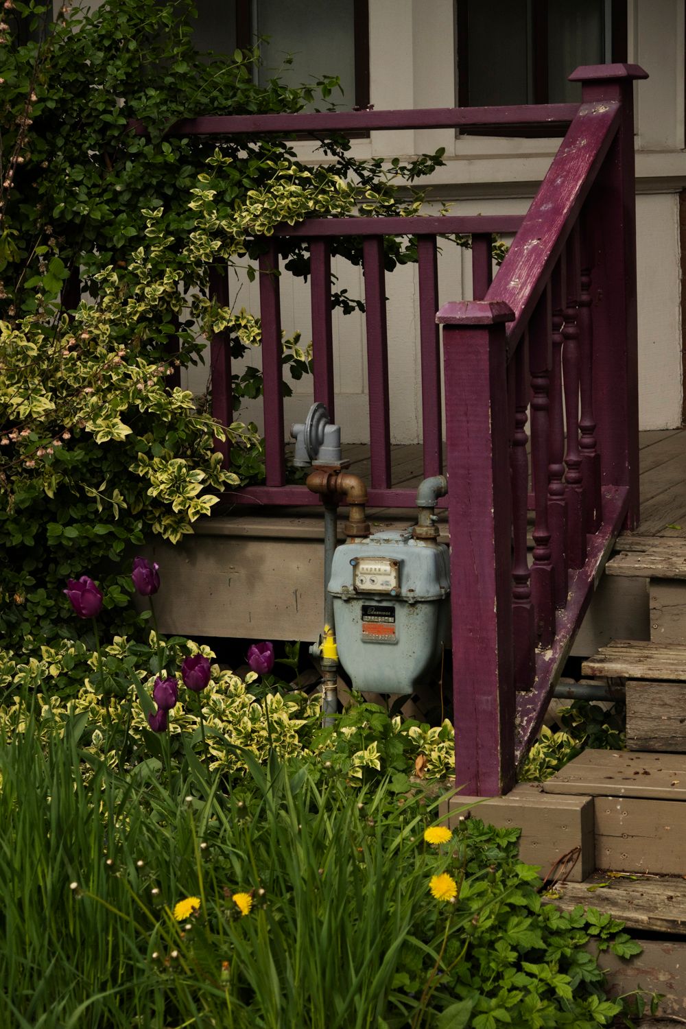 Purple wooden porch railing in front of yellow iris flowers blooming in a garden.