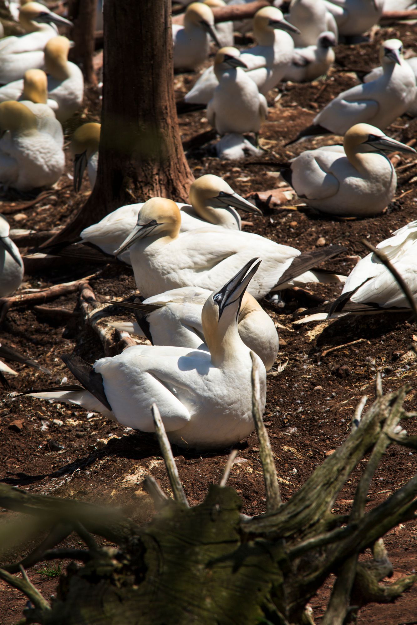 White gannets with yellow heads resting together on dark ground among tree debris.