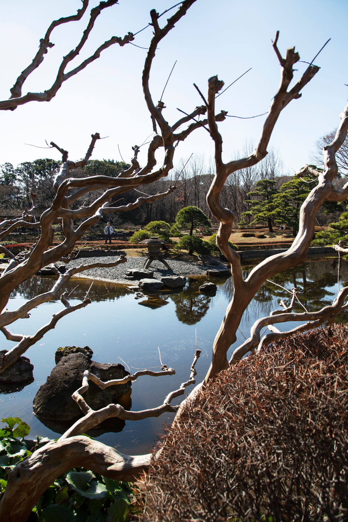 Twisted tree branches frame a reflective pond in a Japanese garden.