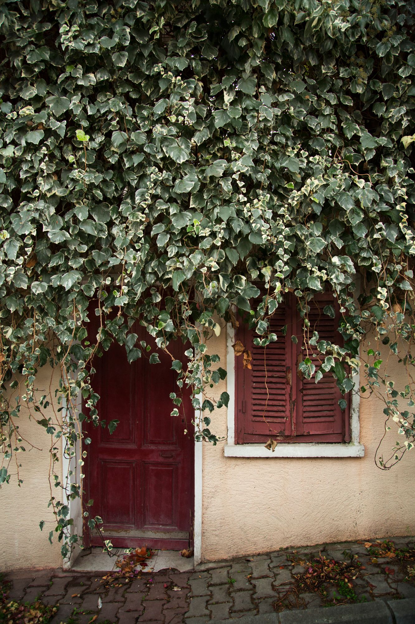 Ivy covered facade of a building with red shutters and doors.