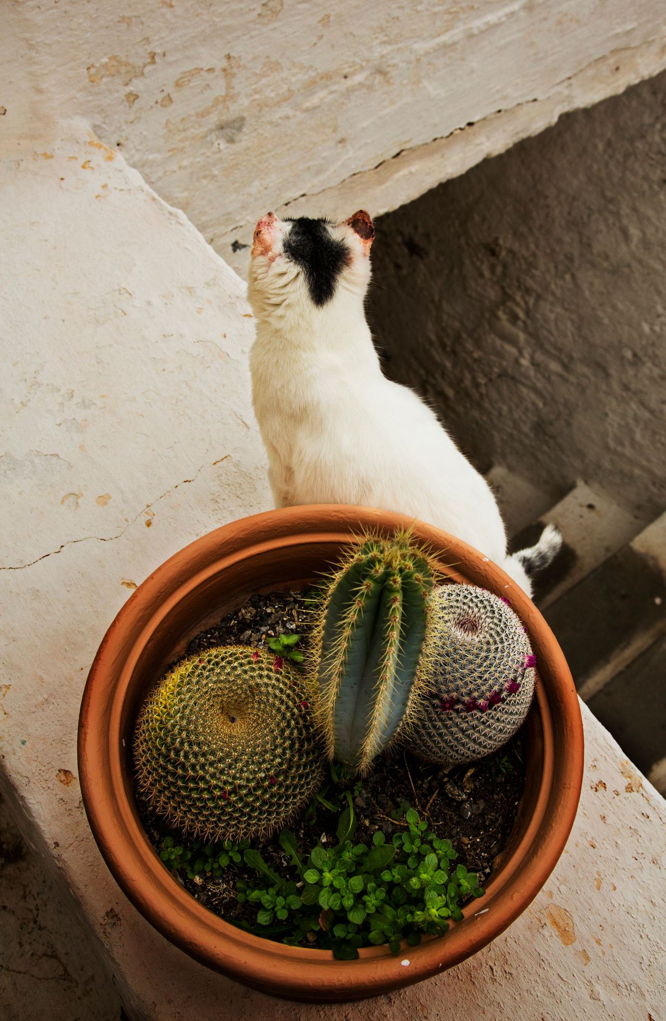 White cat investigates potted cactus plants from above.