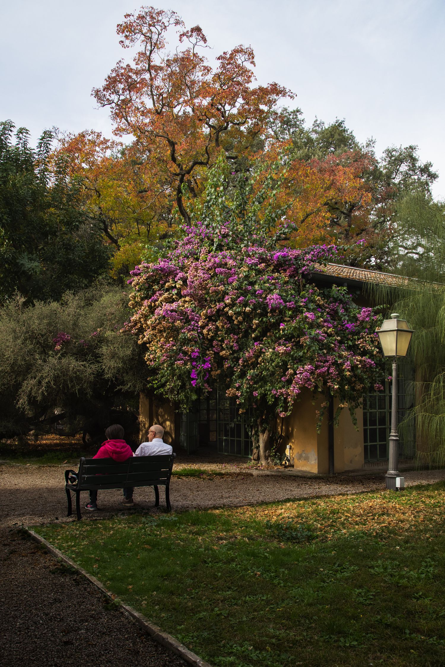 Two people sit on a park bench admiring a vibrant bougainvillea bush beside a building amid autumn trees.