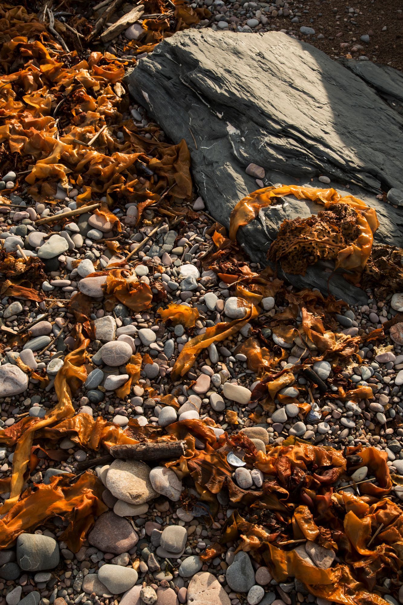Seaweed and kelp washed up on rocky beach with smooth pebbles and stones.