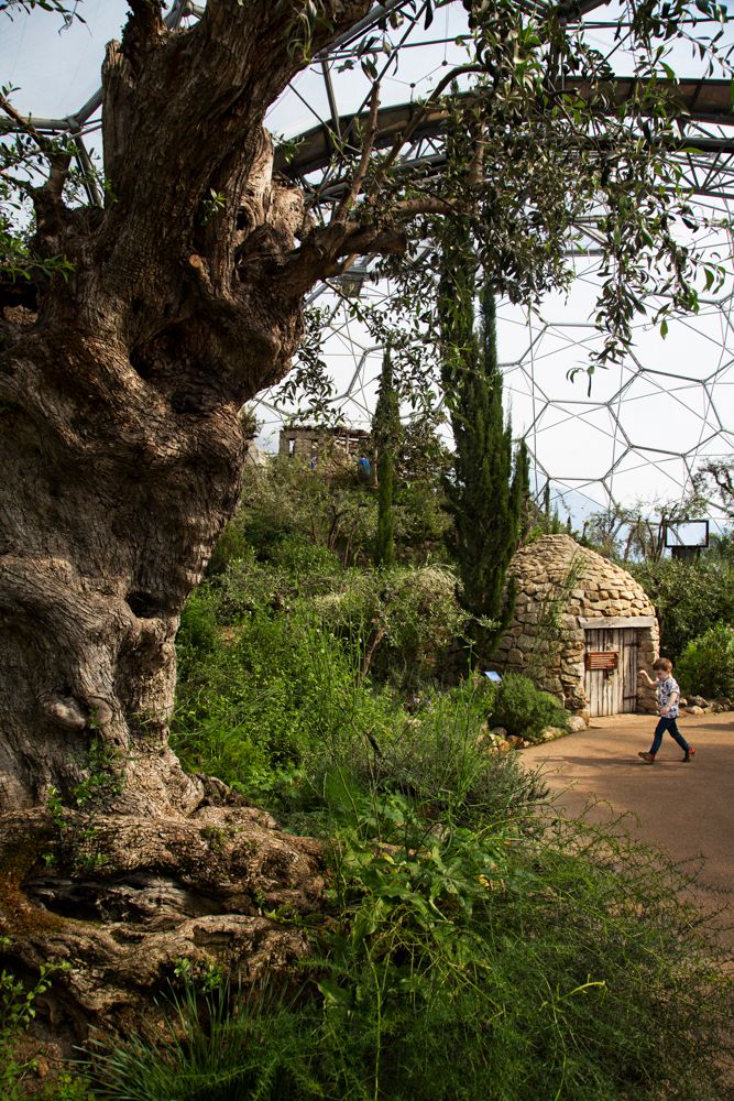 Ancient gnarled tree trunk frames a dirt path in a lush garden setting.