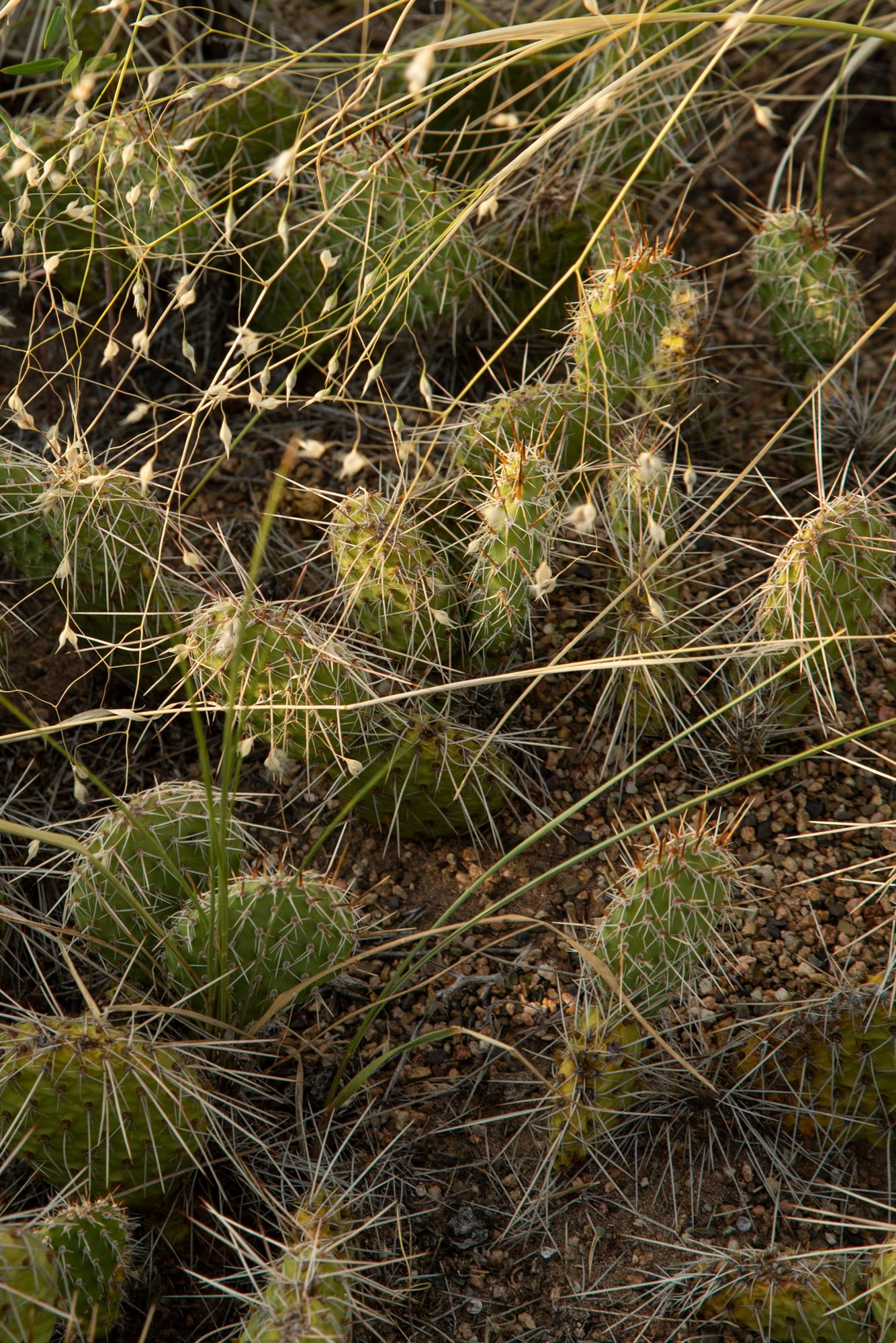 Close-up view of green pine needles and branches in a natural forest setting showing intricate needle patterns.