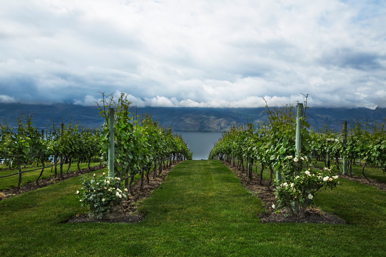 Rows of grapevines lead towards a lake with mountains in the background under cloudy skies.