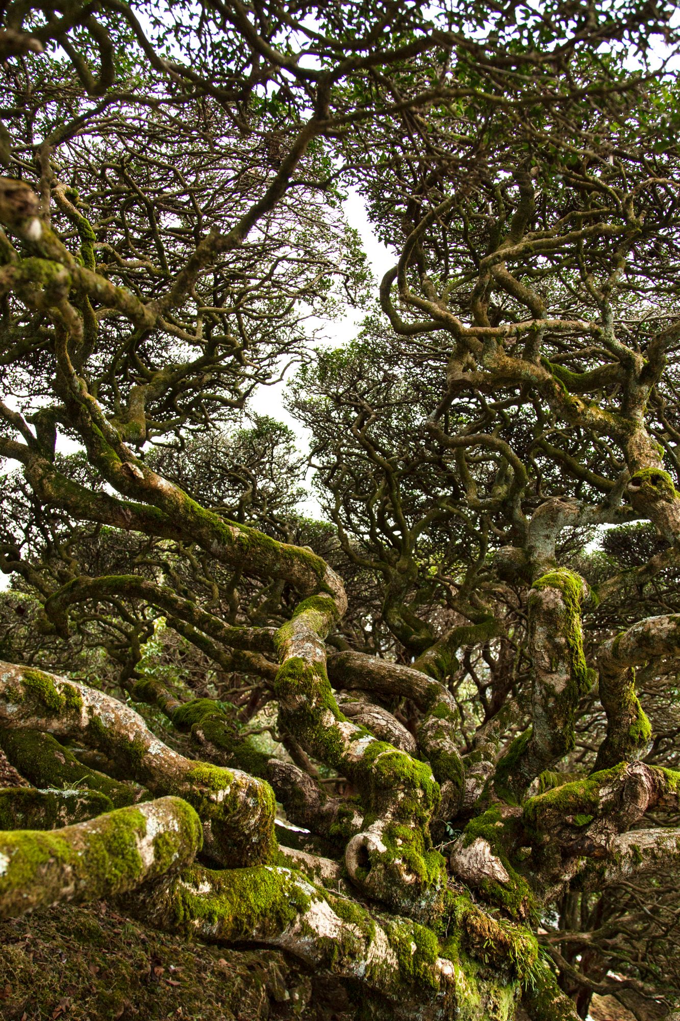 Ancient gnarled tree branches covered in green moss creating an ethereal forest canopy.