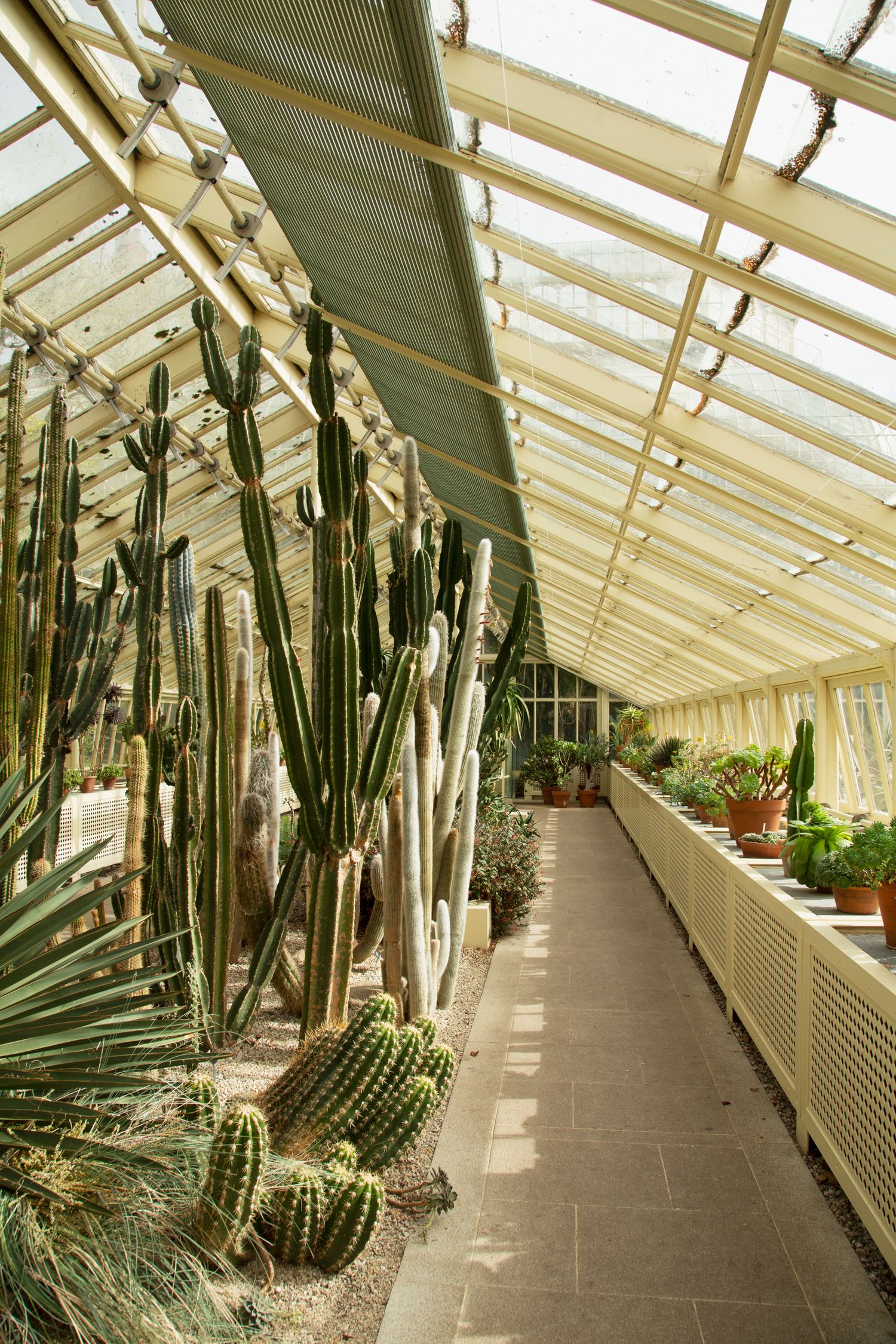 Long greenhouse corridor filled with tall cacti and desert plants in natural lighting.