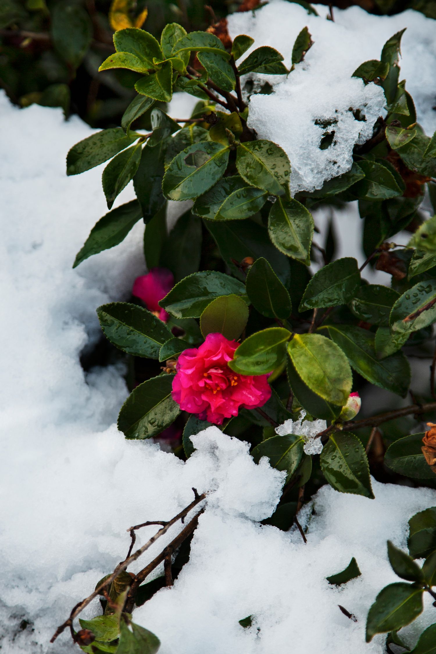 Bright pink camellia flower blooming against snow-covered green foliage.