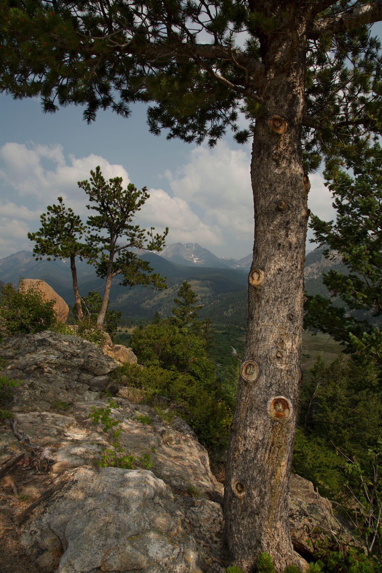 Mountain landscape view through pine trees with rocky outcrops and distant peaks under a partly cloudy sky.