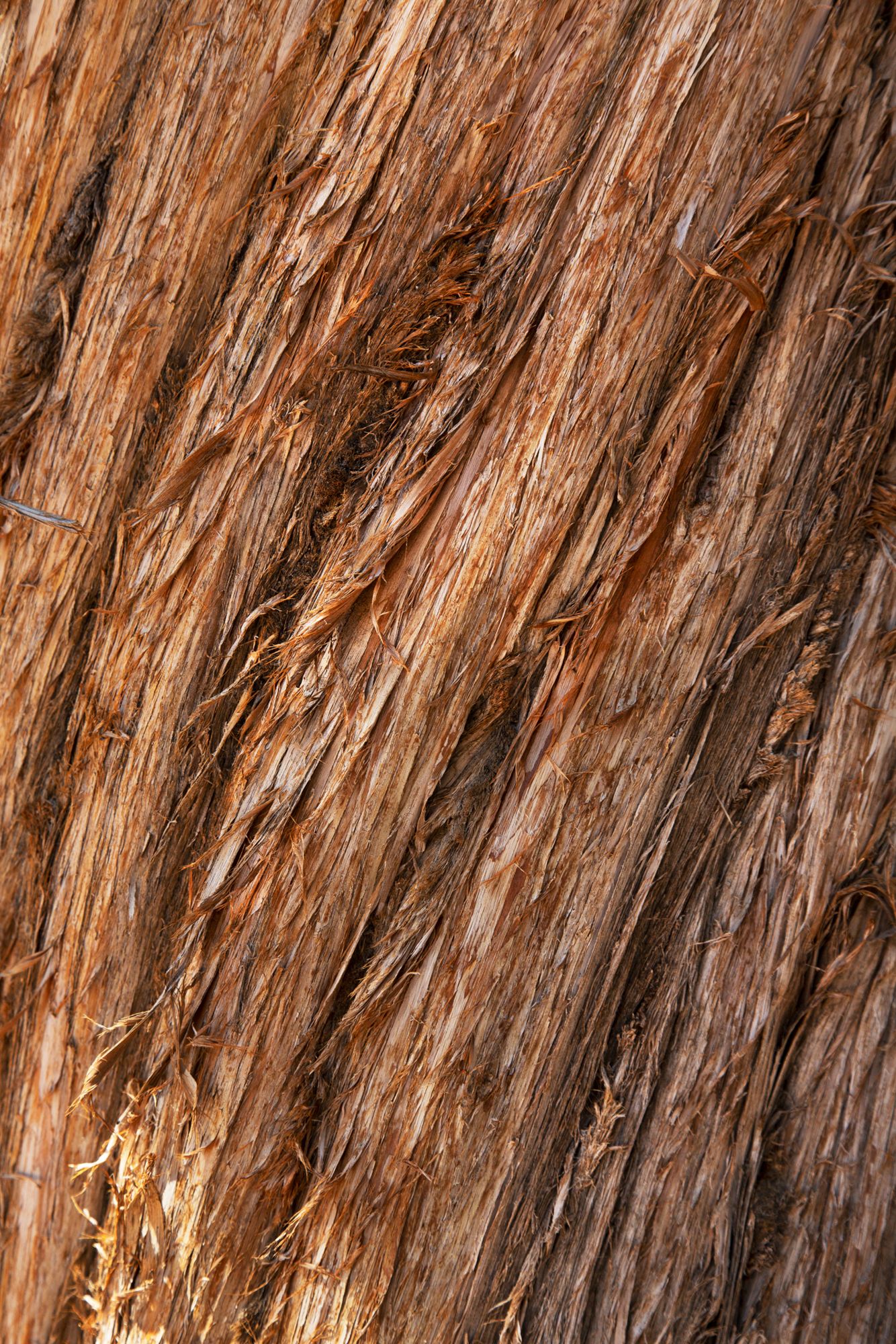 Close-up texture of reddish-brown tree bark showing natural vertical patterns and grooves in the wood surface.