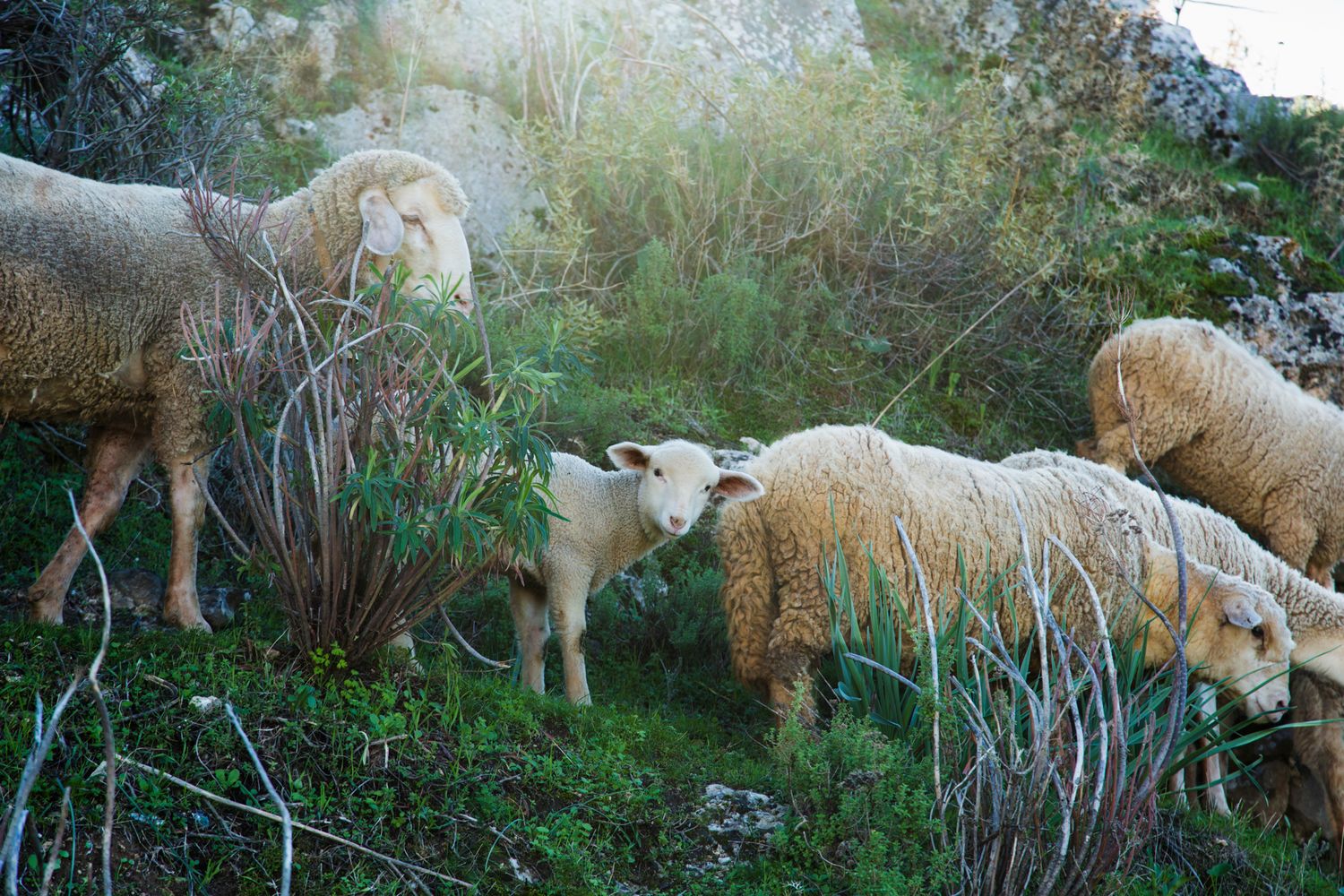 Row of sheep grazing in lush green meadow during golden hour.