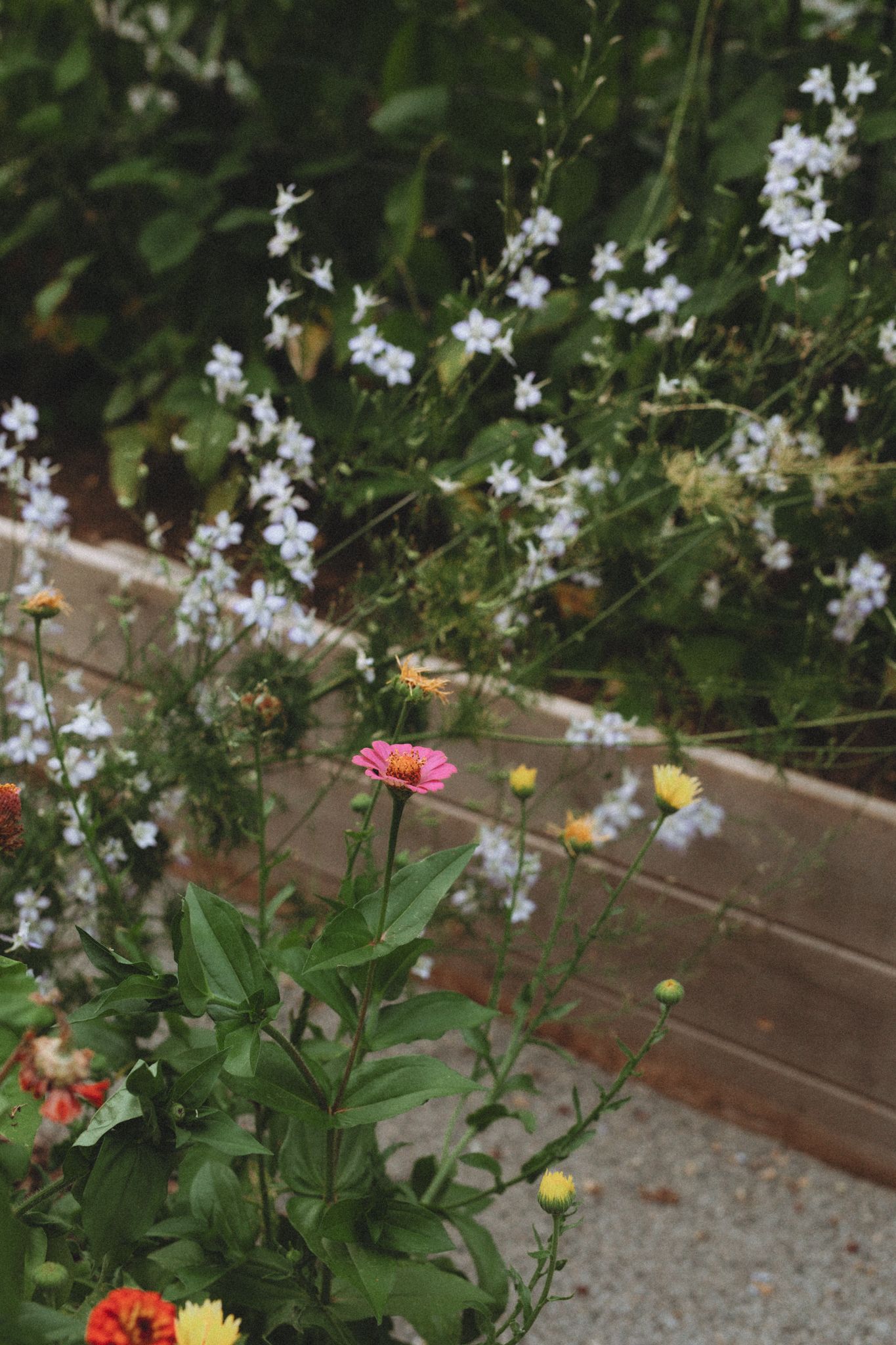 Colorful flowers blooming in raised garden bed with pink and yellow blossoms.