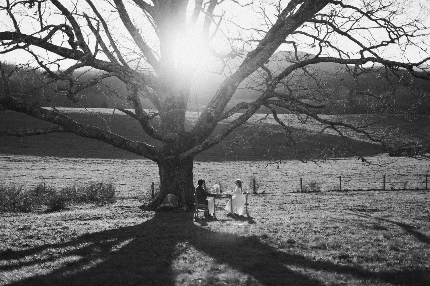 A series of black and white landscape photographs showing bare trees and dramatic lighting in a rural setting.