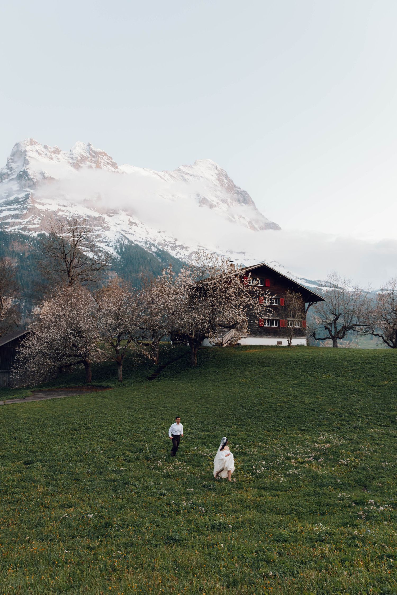 Snow-capped mountains and blossoming trees frame a green meadow in springtime.