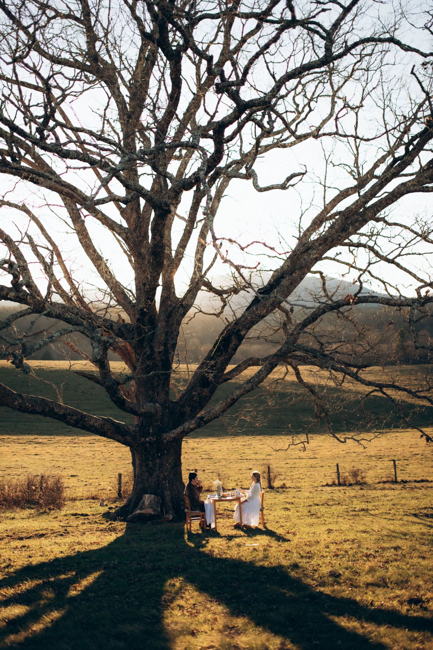 Large bare tree casts dramatic shadows across golden grassland at sunset.