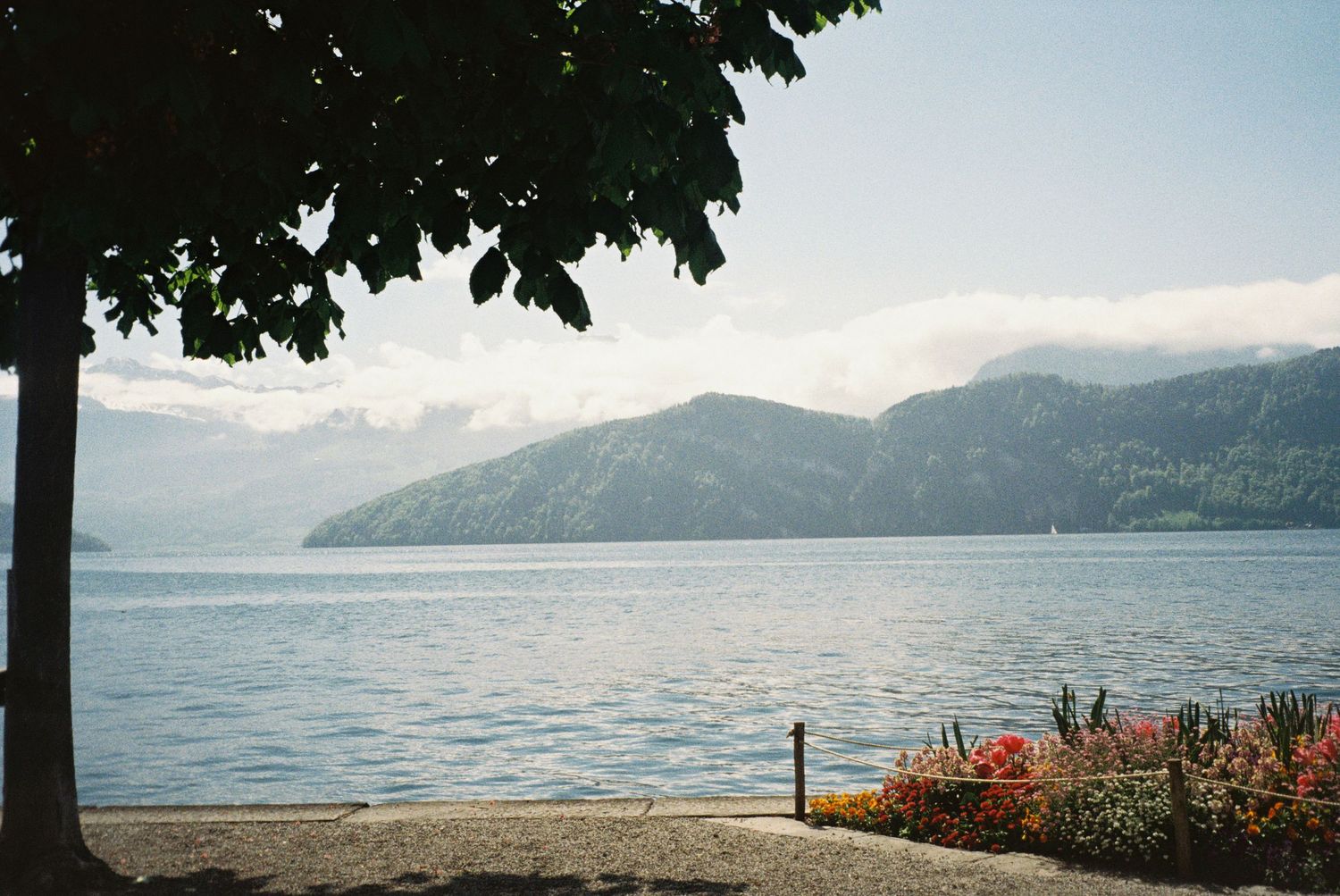 Scenic panoramic view of mountains and lake with trees in foreground.