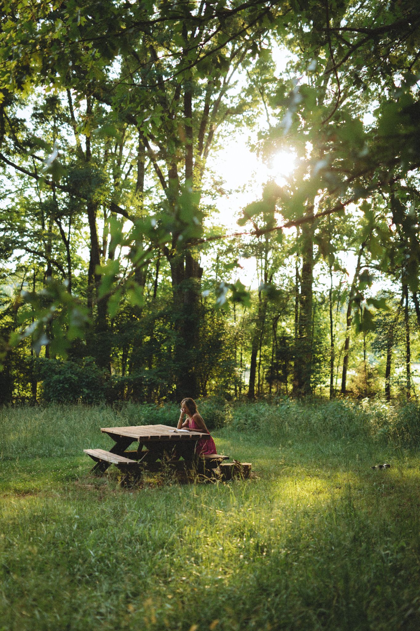 Sunlit forest clearing with picnic table in distance and golden light filtering through trees.
