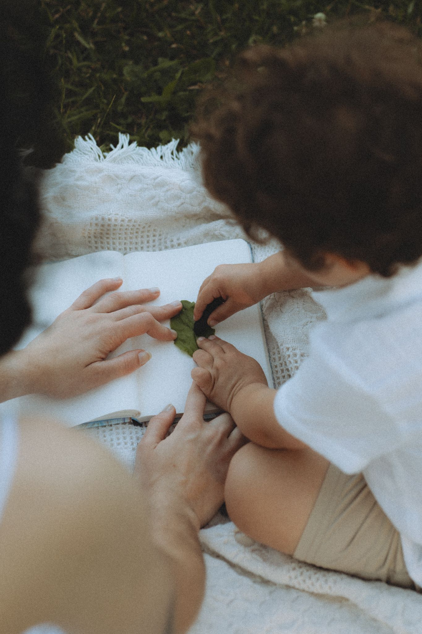 Close-up view of hands examining a small leaf or plant on a white textured surface.