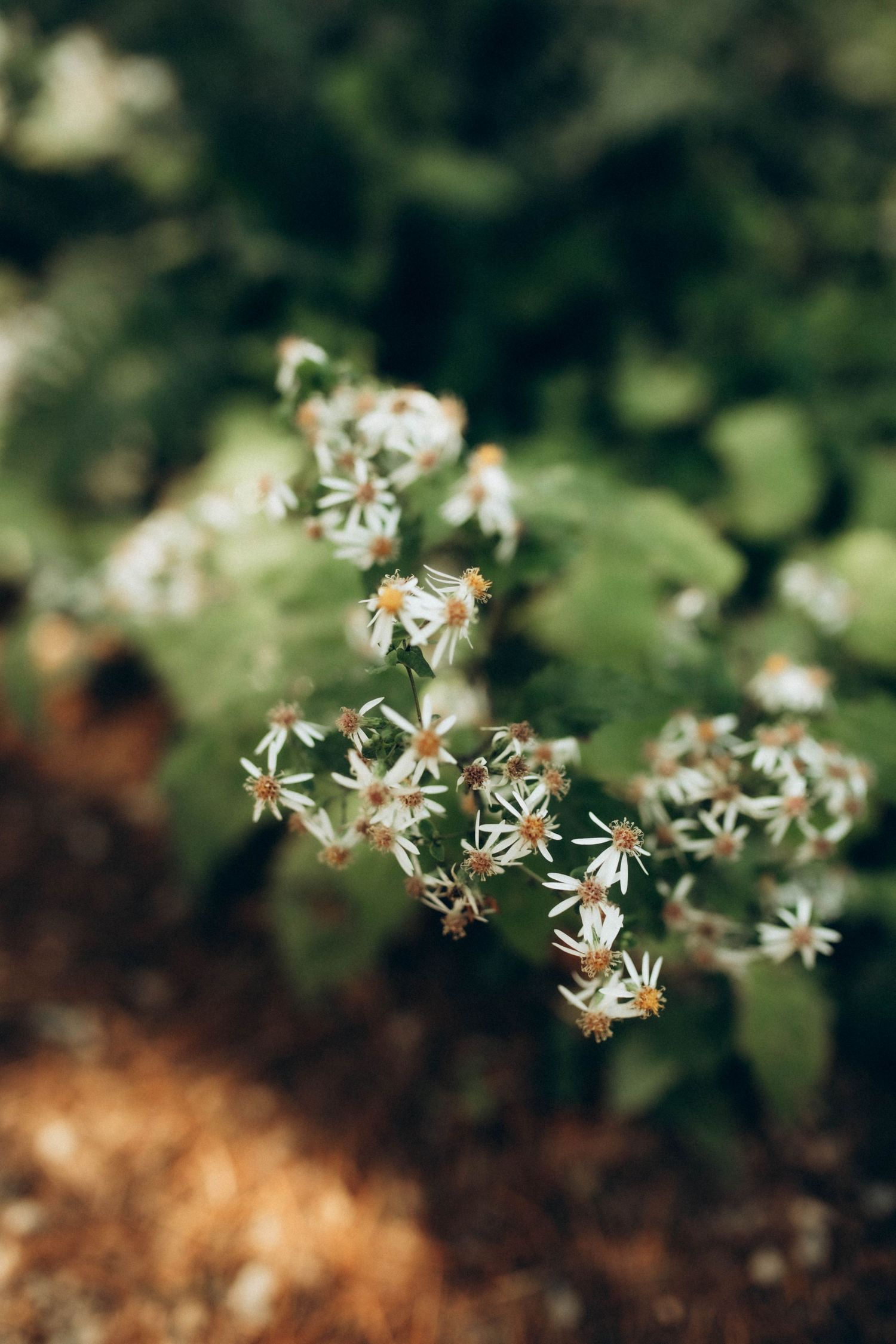 Delicate white wildflowers in soft focus with blurred natural background.