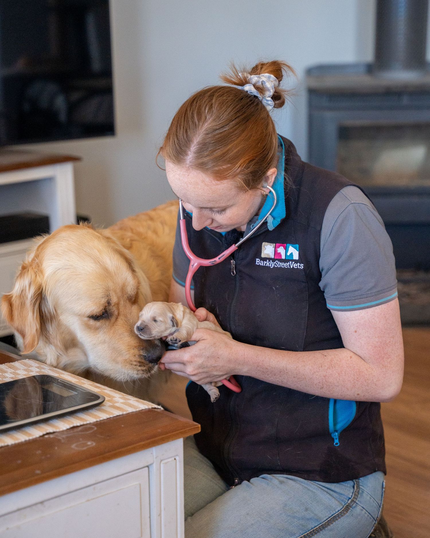 Veterinary professional examining a golden retriever dog in a home setting.