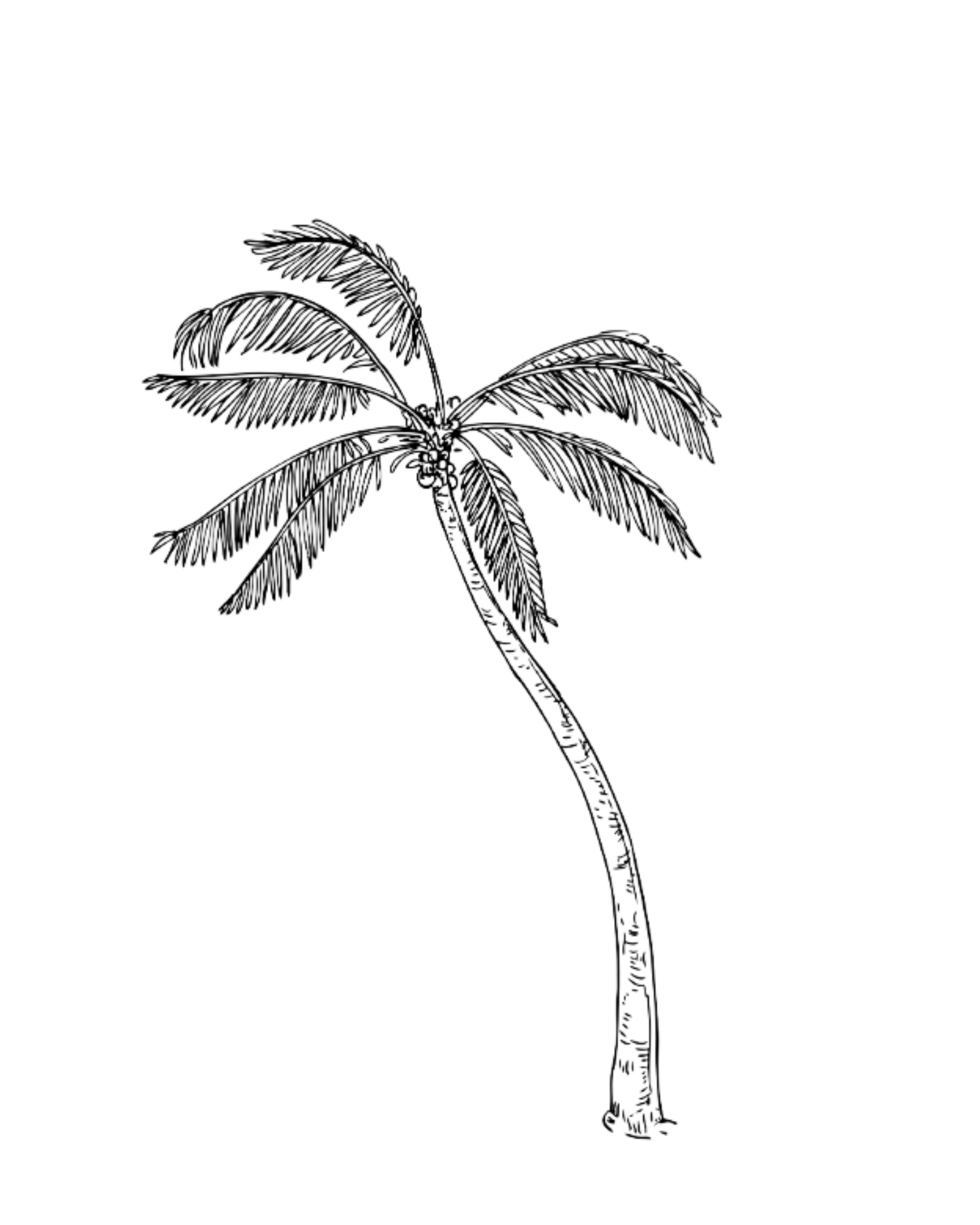 Hand-drawn black and white illustration of a tropical palm tree silhouette against a dark background.