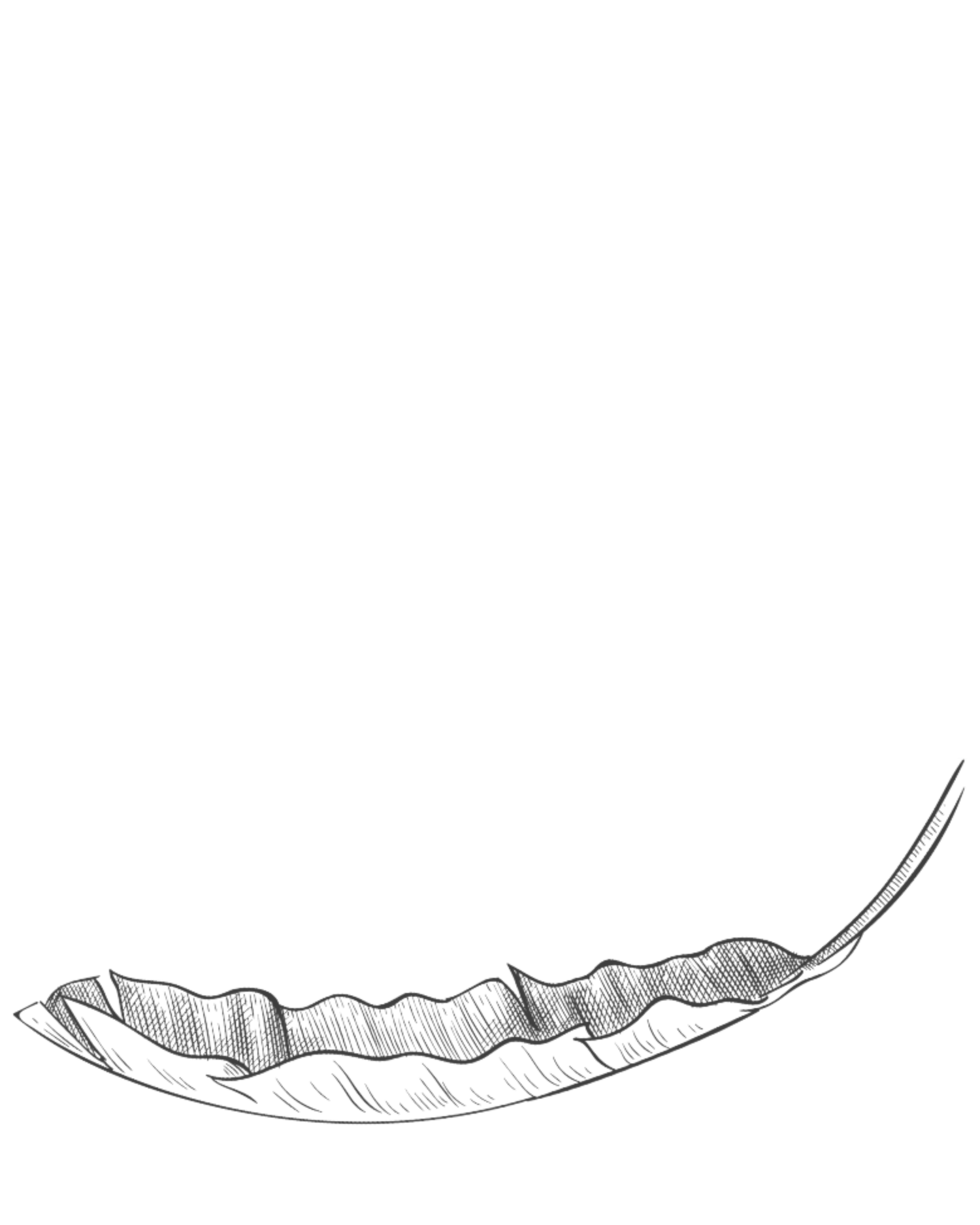 A delicate minimalist black and white illustration shows a curved feather with detailed barbs and quill.