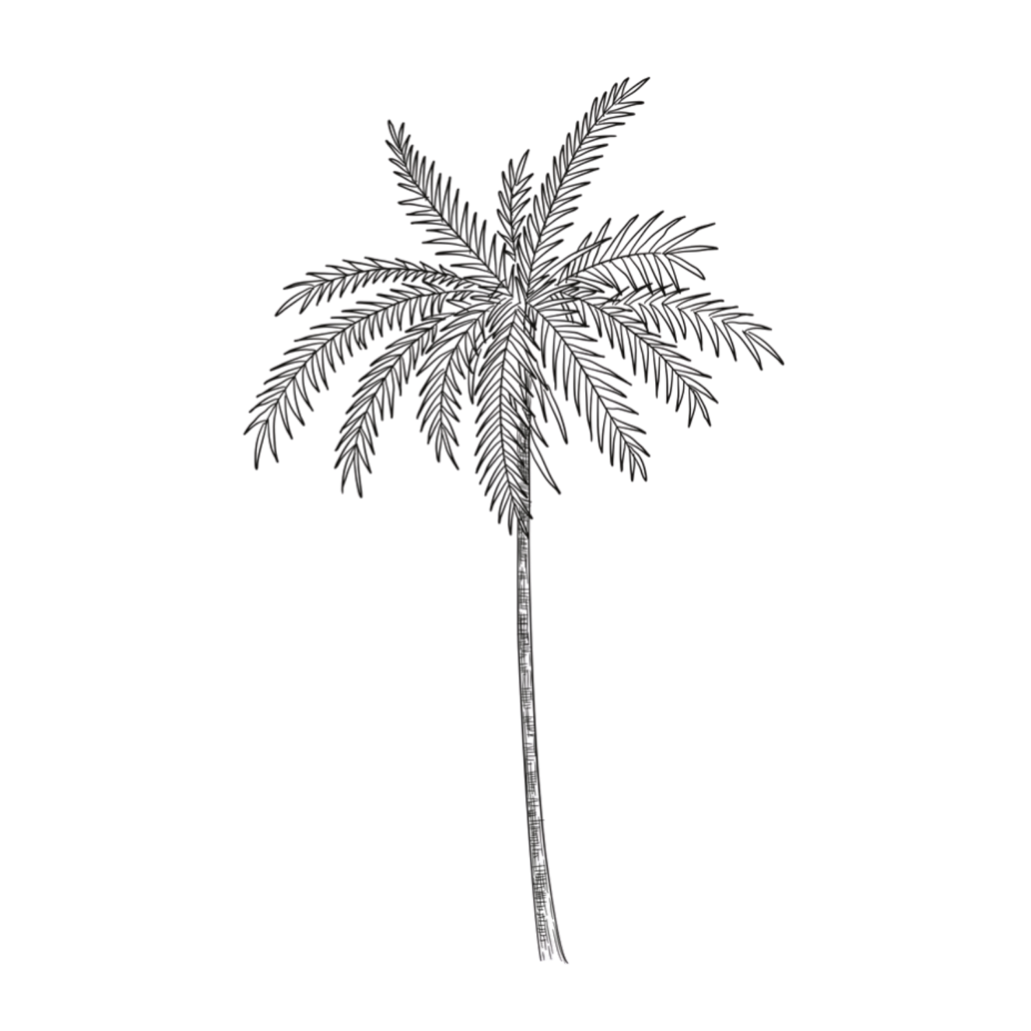 Silhouette of a tall palm tree with feathery fronds against a white background.