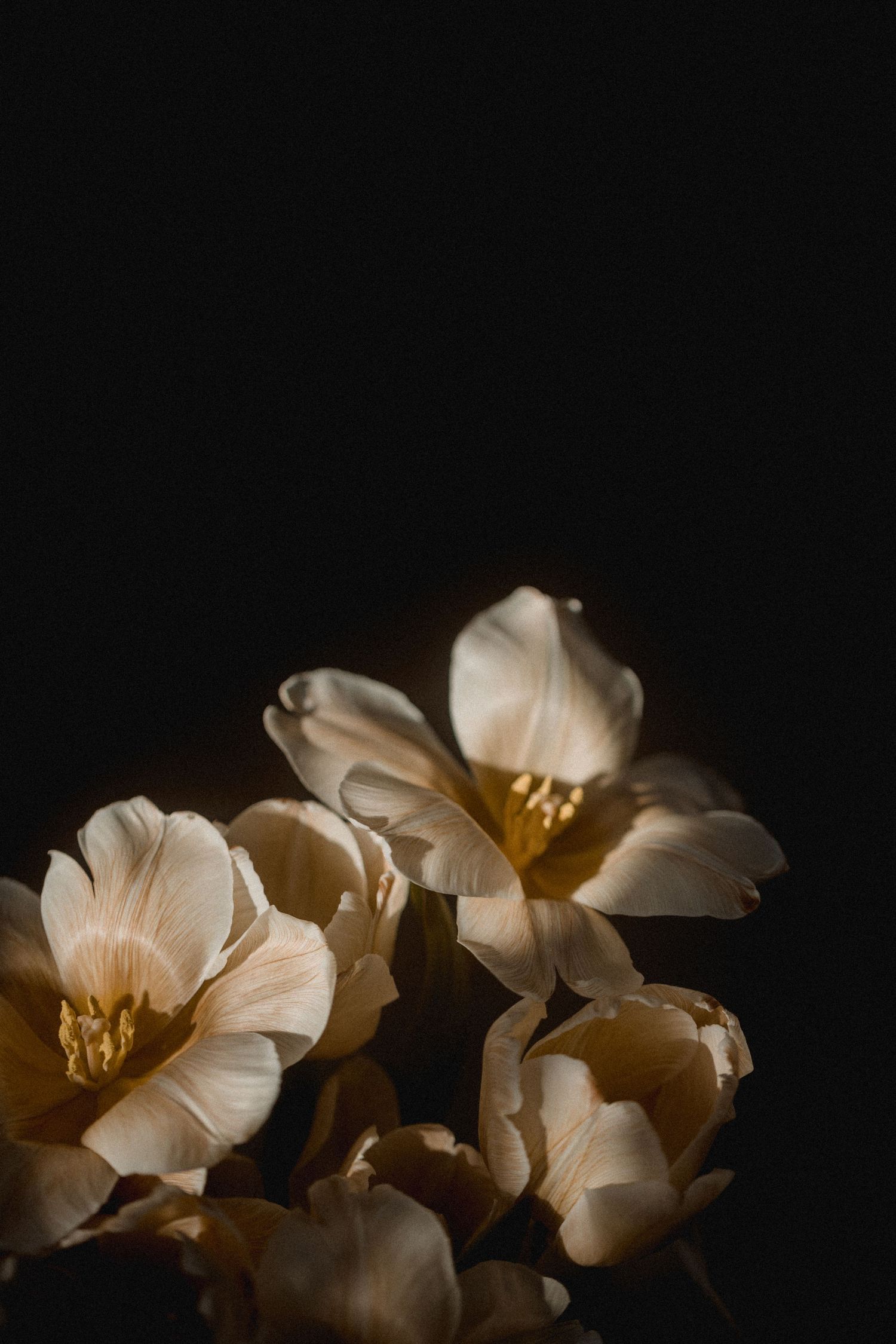 Delicate white flowers glowing against dark background in dramatic lighting.