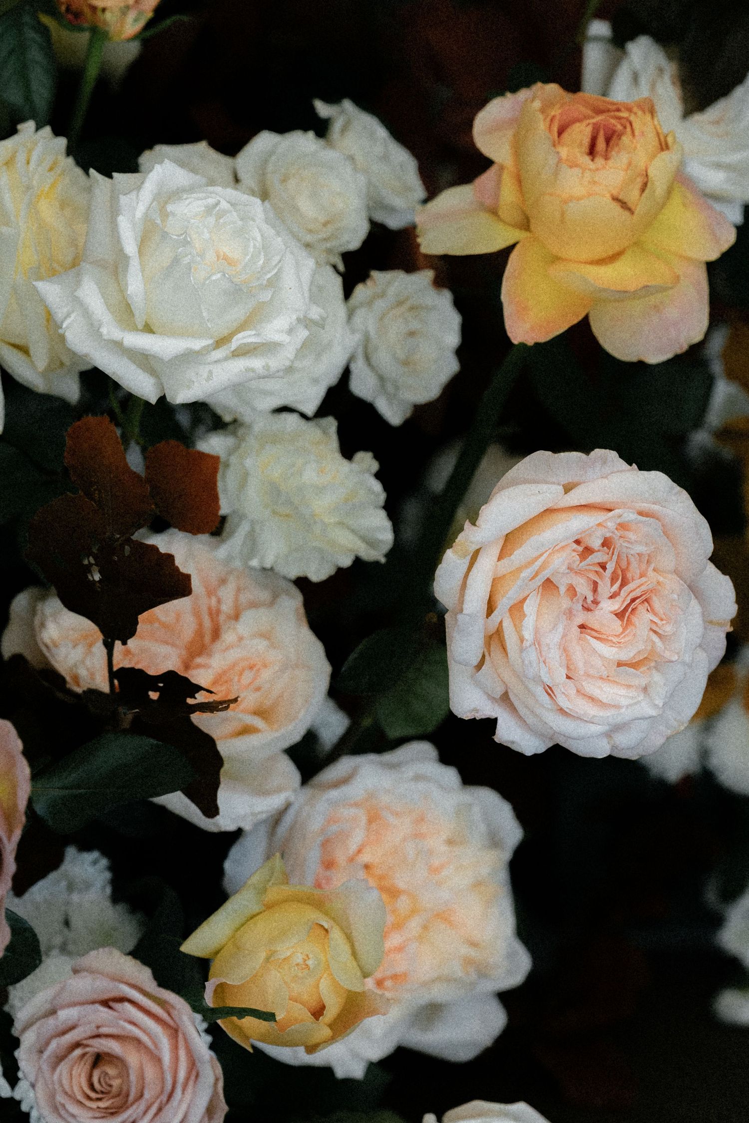 Lush arrangement of white, peach, and yellow roses in full bloom against a dark background.