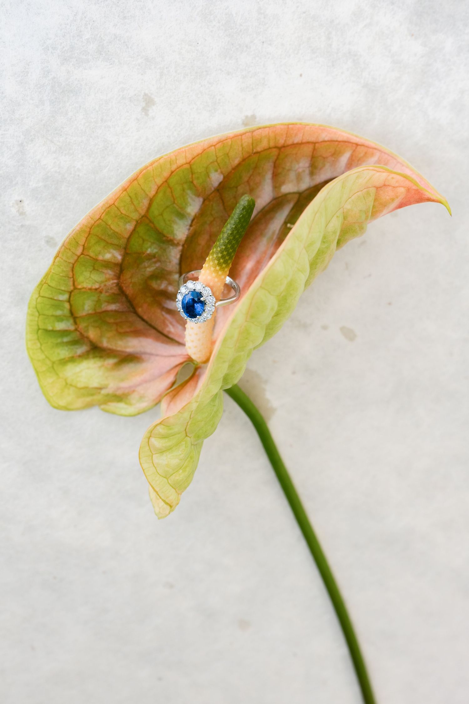 Blue sapphire halo engagement ring resting on a colorful anthurium flower with orange and green leaves.