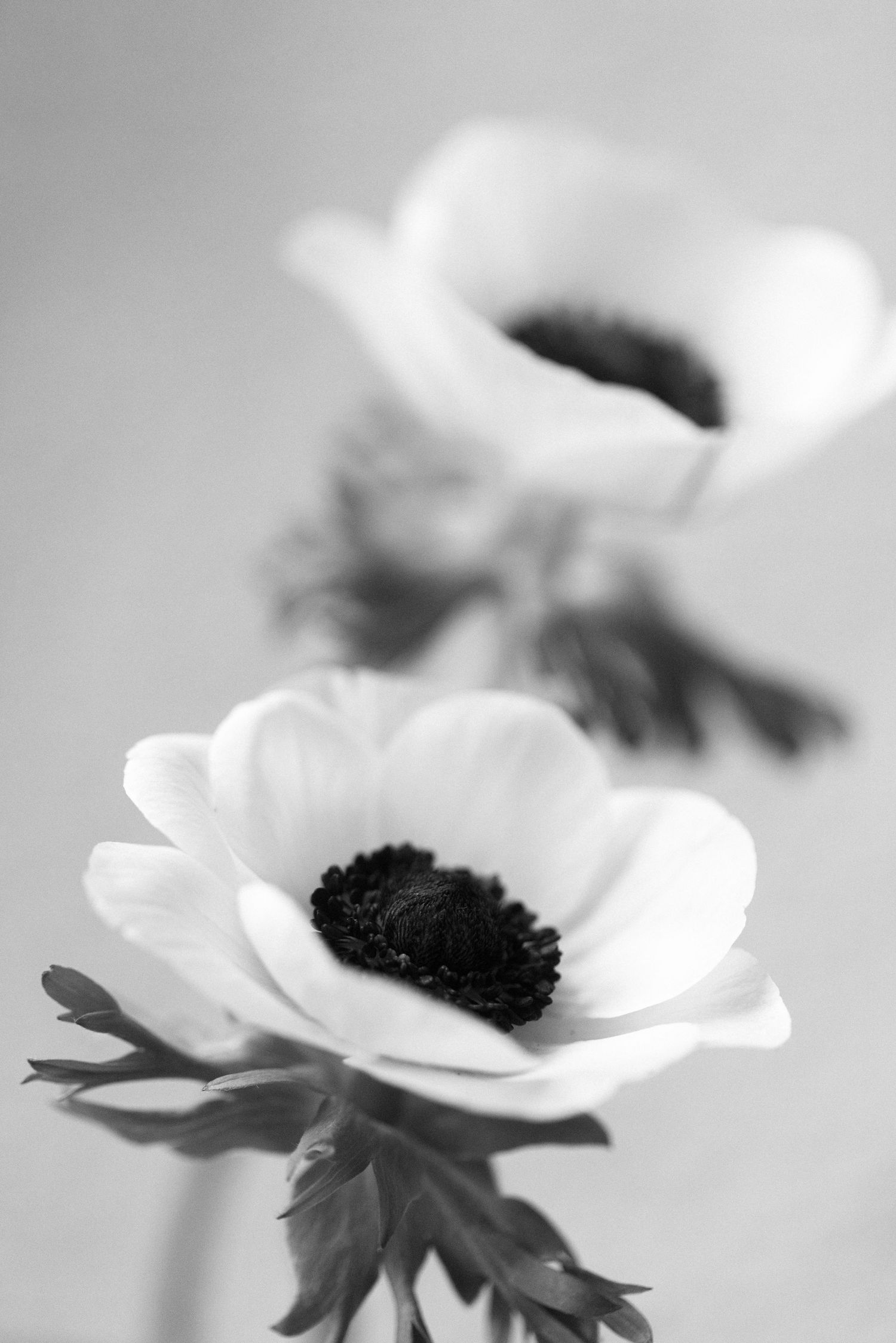 Artistic black and white photograph of anemone flowers with dark centers.