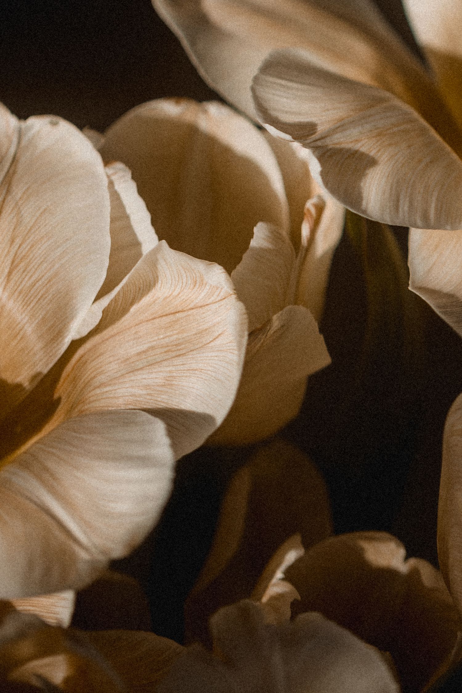 Delicate cream-colored flower petals create an artistic abstract pattern in soft lighting.