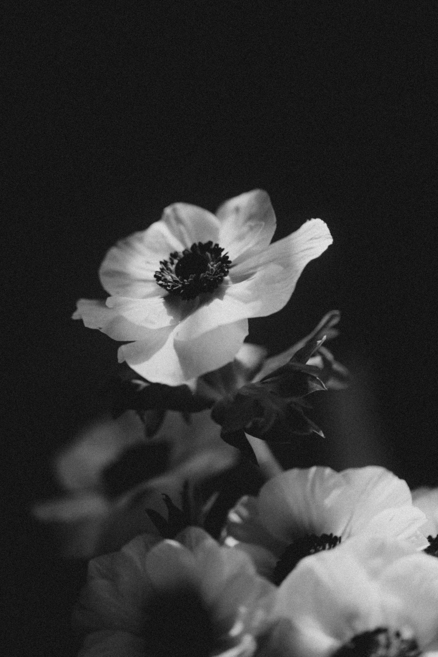 White anemone flowers in dramatic black and white photography against dark background.