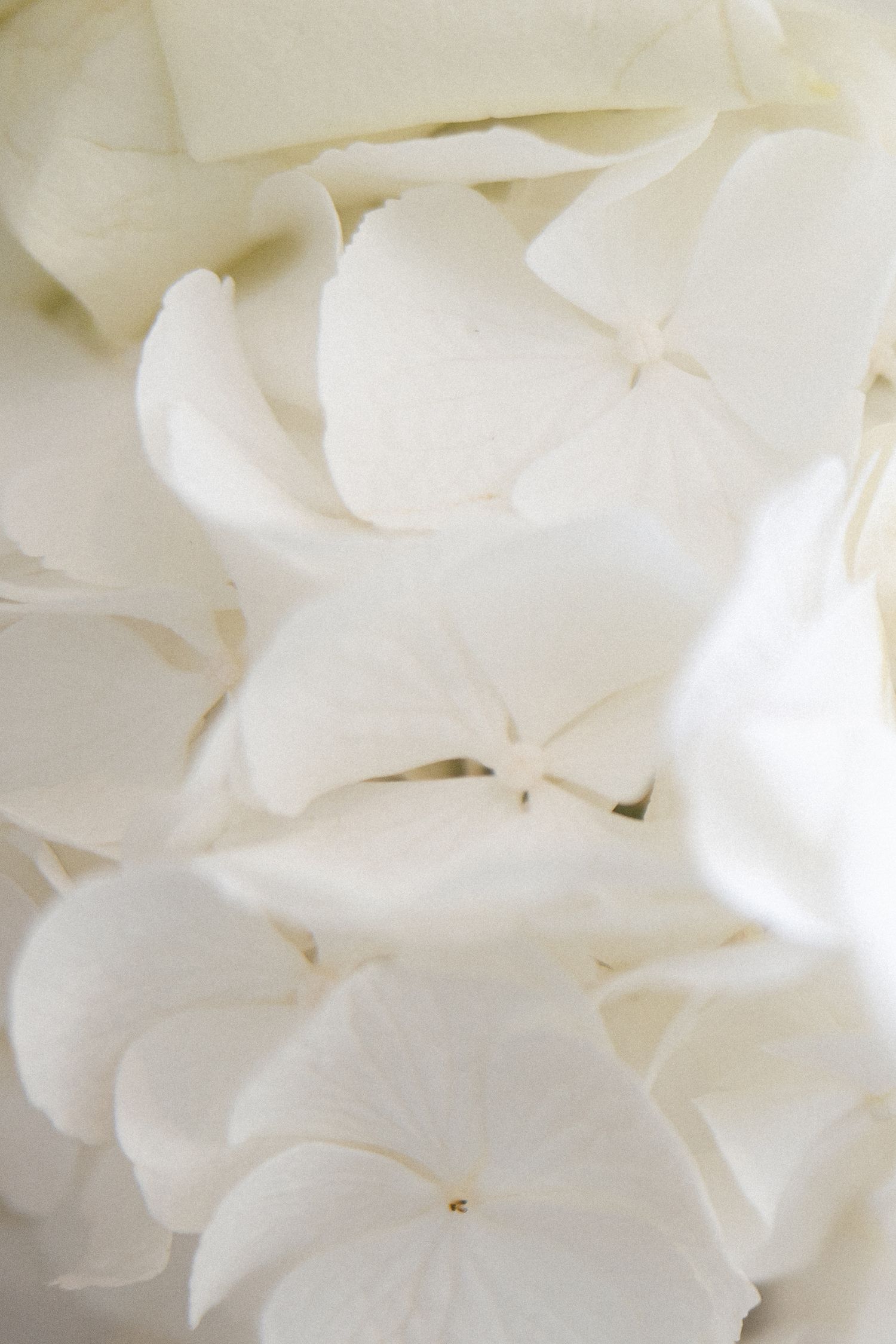 Ethereal close-up of white hydrangea petals with soft focus effect.